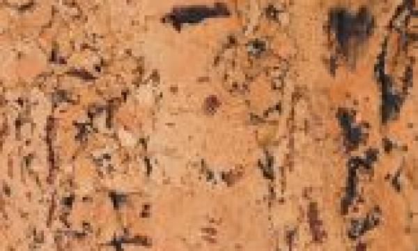 Il sughero. Come riciclare un materiale straordinario